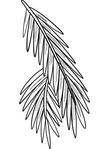 Evergreen Tree Branch Coloring Page